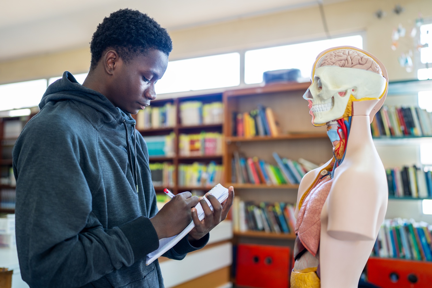 Focused high school student taking notes from anatomical model i